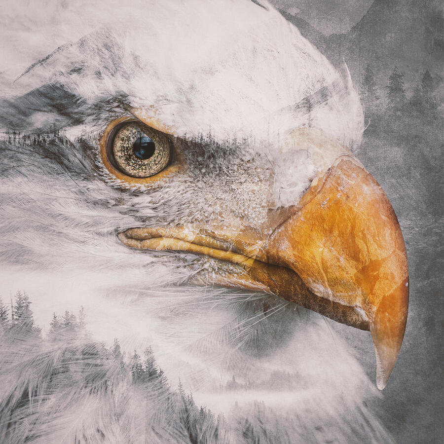Close bald eagle portrait with layered natural textures in a double exposure artwork by Dan Sproul